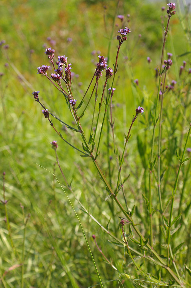 Verbena bonariensis / Verbena del Brasile